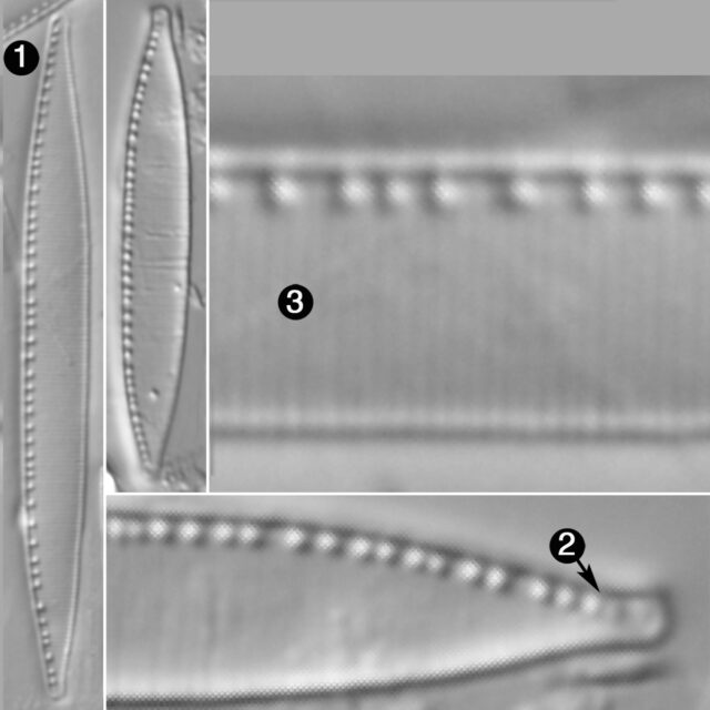 Nitzschia Palea Guide