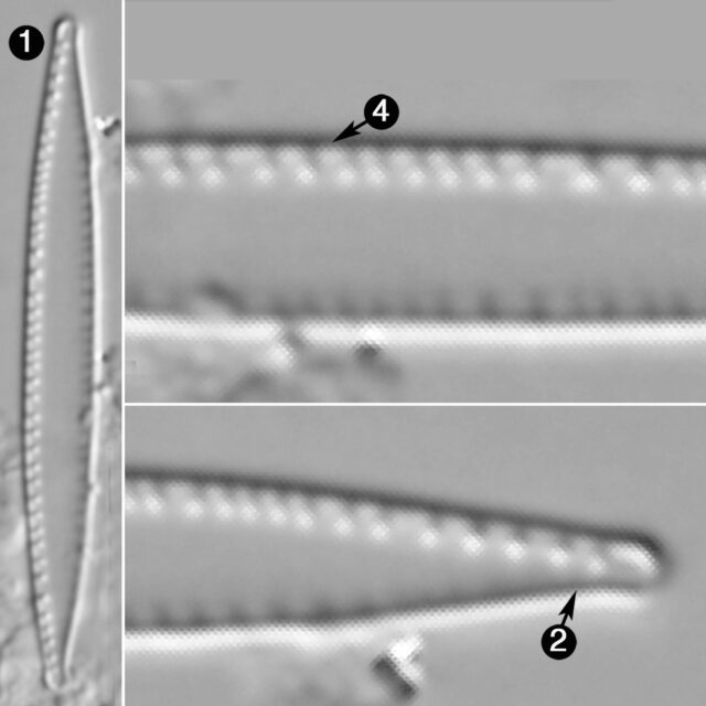 Nitzschia Palea Tenuirostris Guide 1