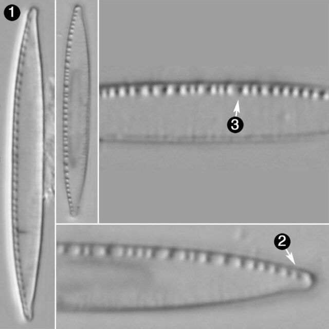 Nitzschia Palea Var Debilis Guide