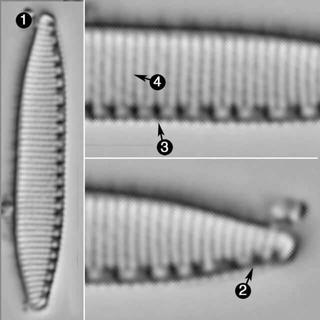 Nitzschia Perminuta Guide