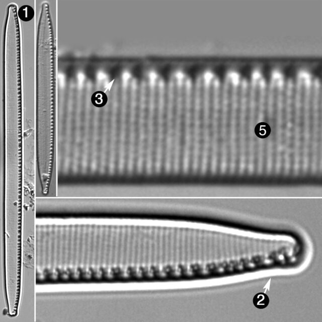 Nitzschia Regula Var Robusta Guide