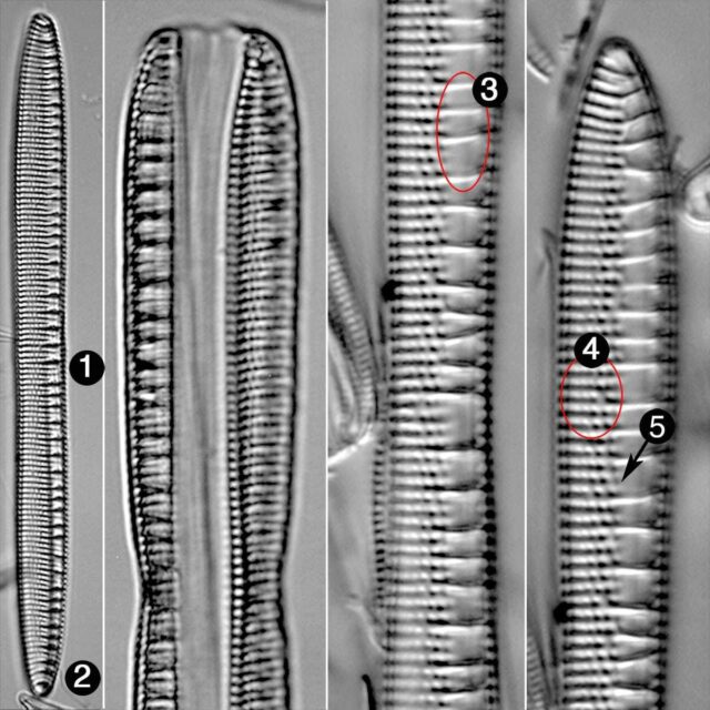 Nitzschia Serpentiraphe Guide