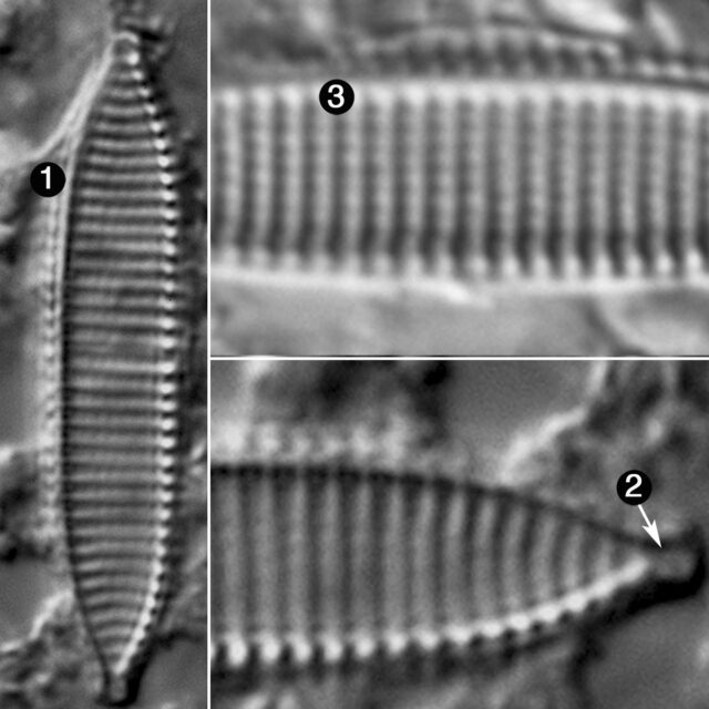 Nitzschia siliqua guide2