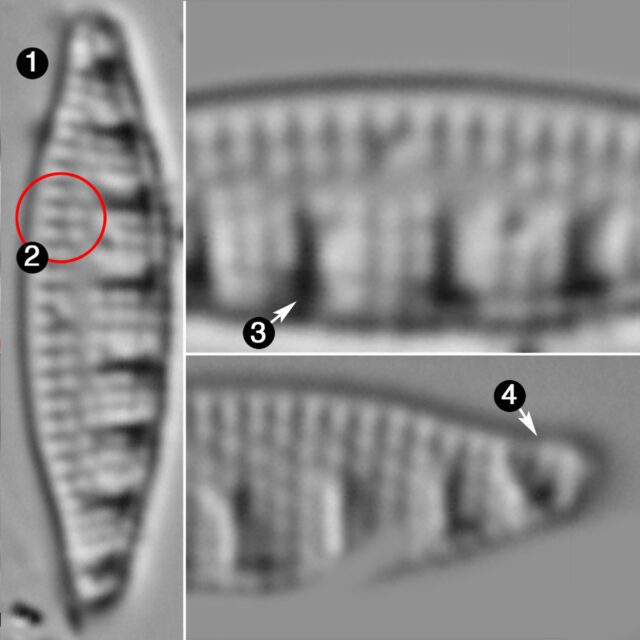 Nitzschia Sinuata Delognei Guide