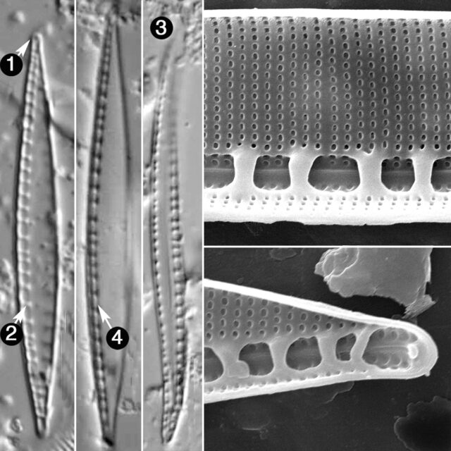 Guide to Nitzschia sociabilis | Species - Diatoms of North America