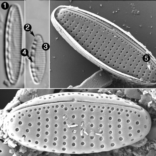 Nitzschia Soratensis Guide