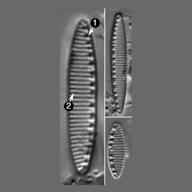 Nitzschia Valdecostata Guide