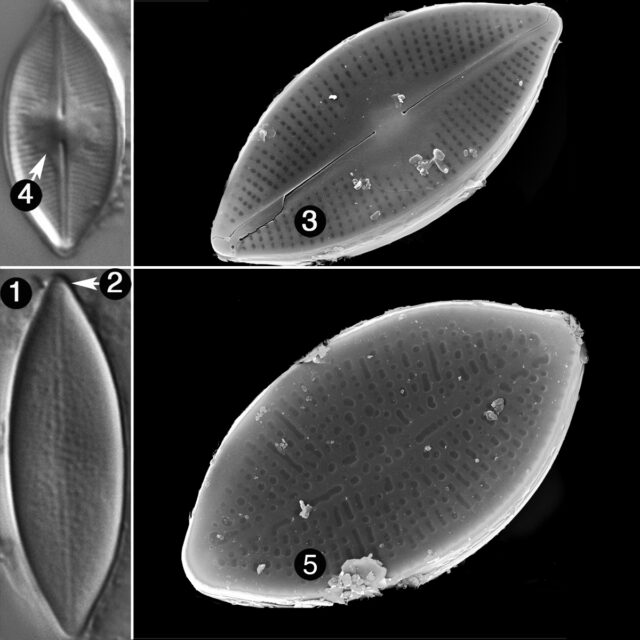 Nupela Decipiens Guide