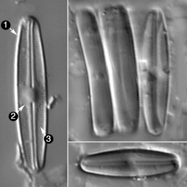 Nupela Fennica Guide