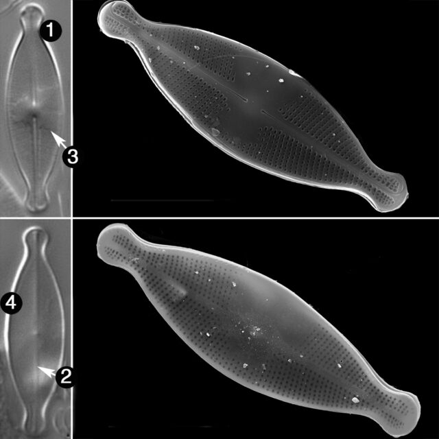 Nupela Impexiformis Guide