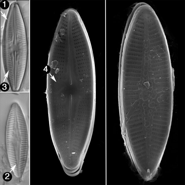 Nupela Lapidosa Guide Copy