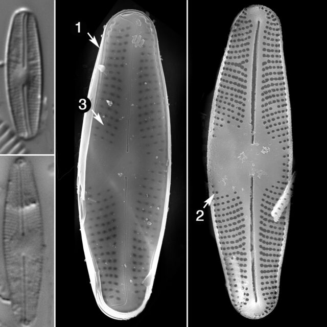 Nupela Vitiosa Guide