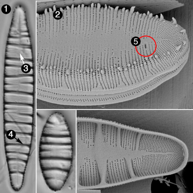 Odontidium Hymale Guide