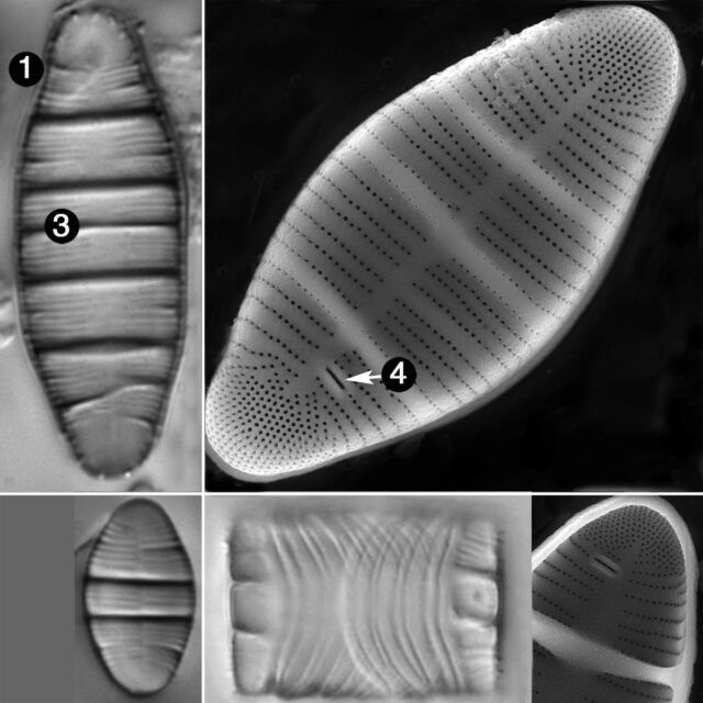 Odontidium Mesodon Guide