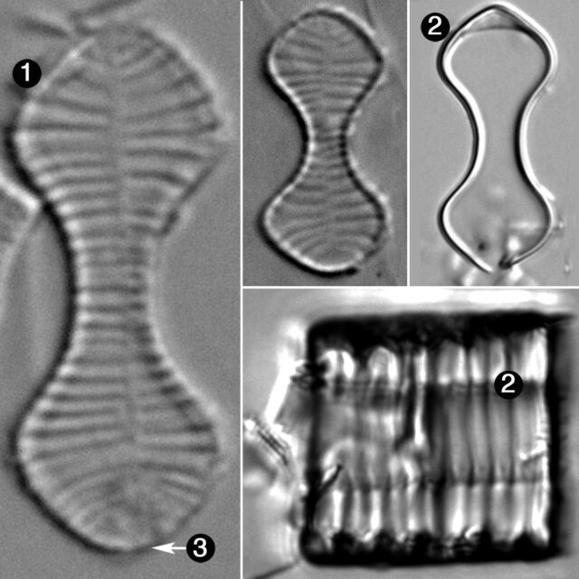 Oxyneis Binalis Guide