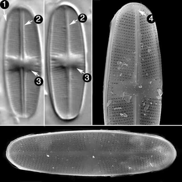 P Chlidanos Guide Copy