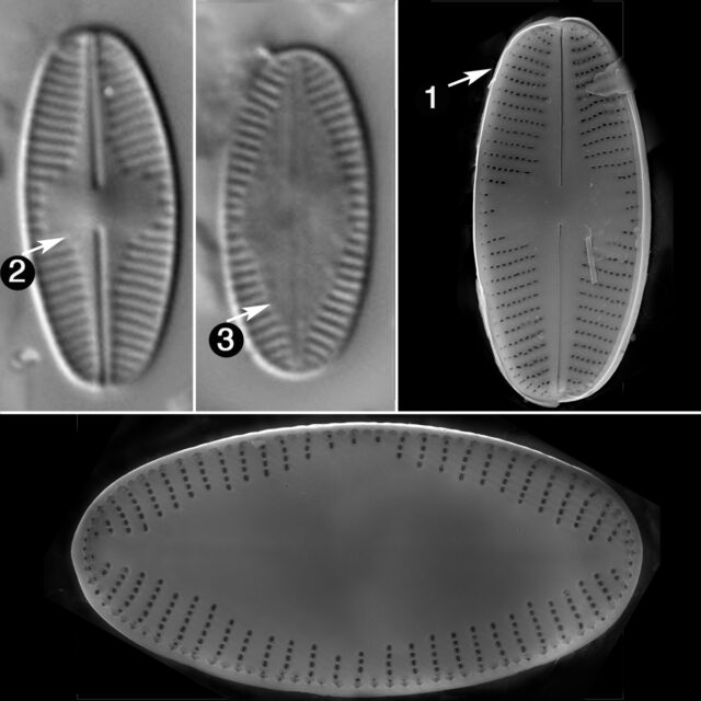 P Marginulatum Guide