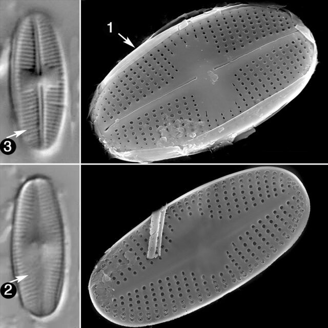 P Scoticum Guide