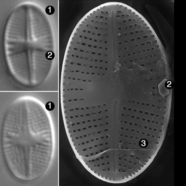 P Subatomoides Guide