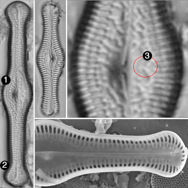 Pinnulara turgidula guide