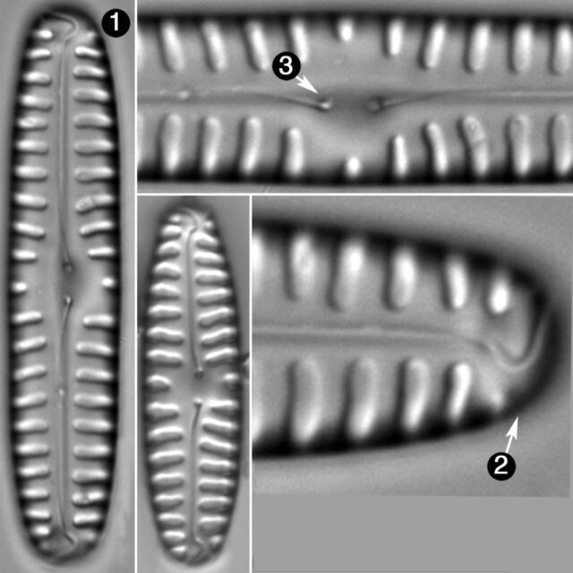 Pinnularia Borealis Guide