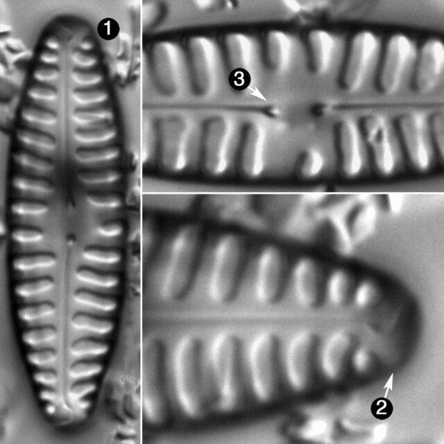 Pinnularia Borealis Lanceolata Guide