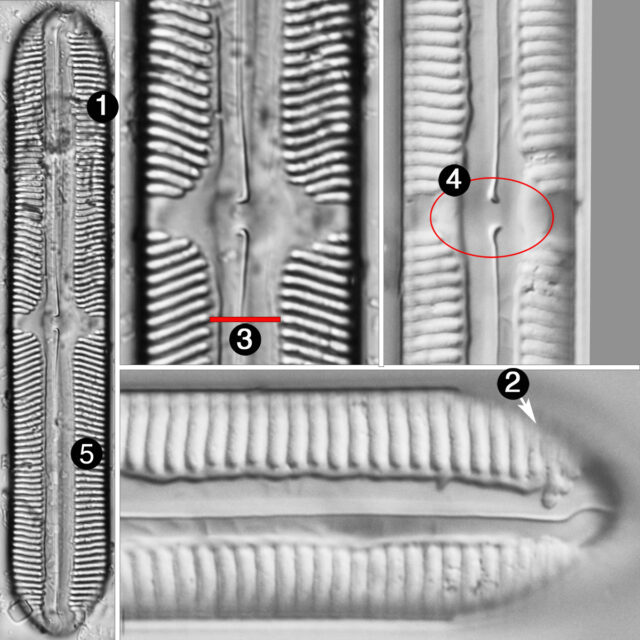 Pinnularia cardinaliculus guide