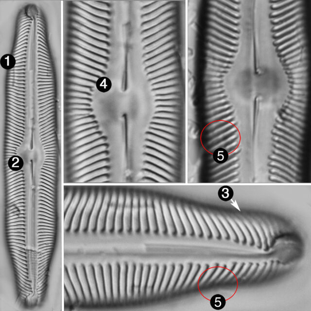 Pinnularia decrescens guide