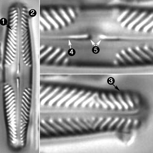 Pinnularia Divergentissima Guide