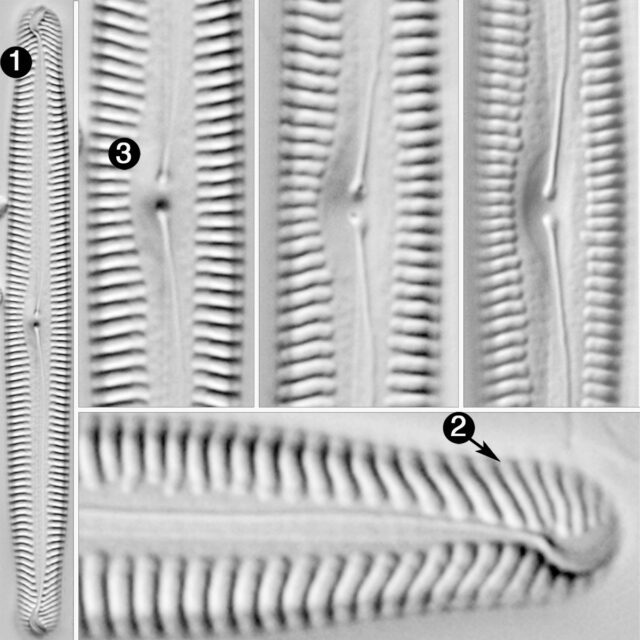 Pinnularia feremorosa guide