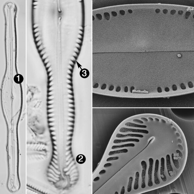 Pinnularia Formica Guide