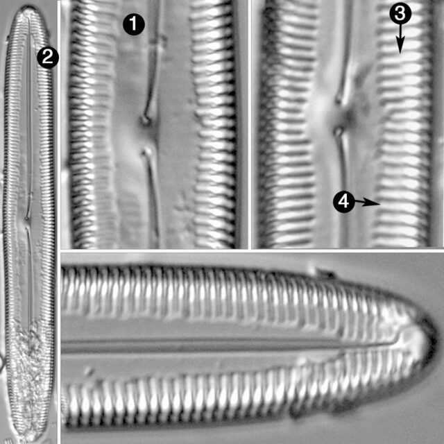 Pinnularia kwacksii guide