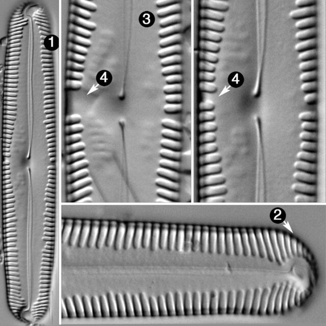 Pinnularia loksana guide