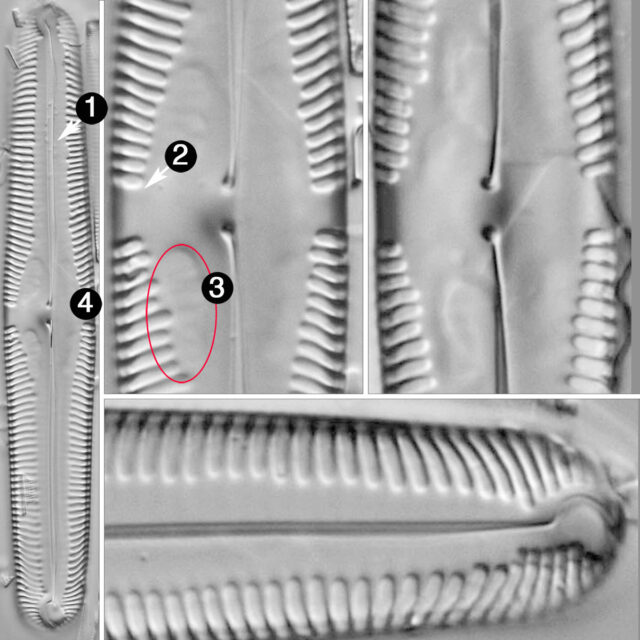 Pinnularia macilenta guide