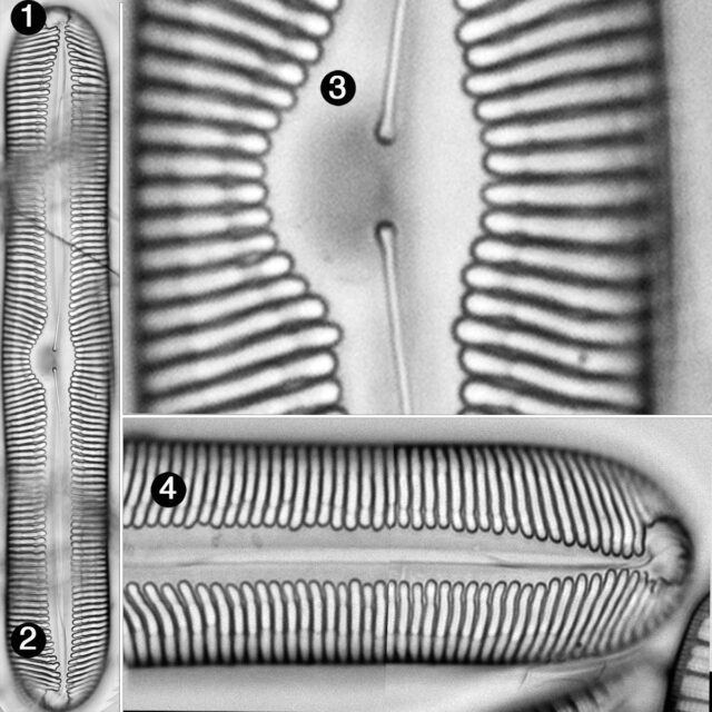 Pinnularia nobilis regularis guide