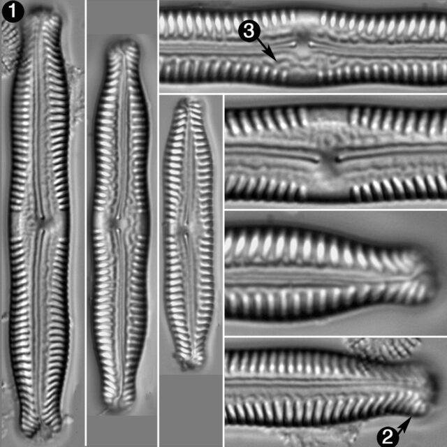 Pinnularia Nodosa Guide