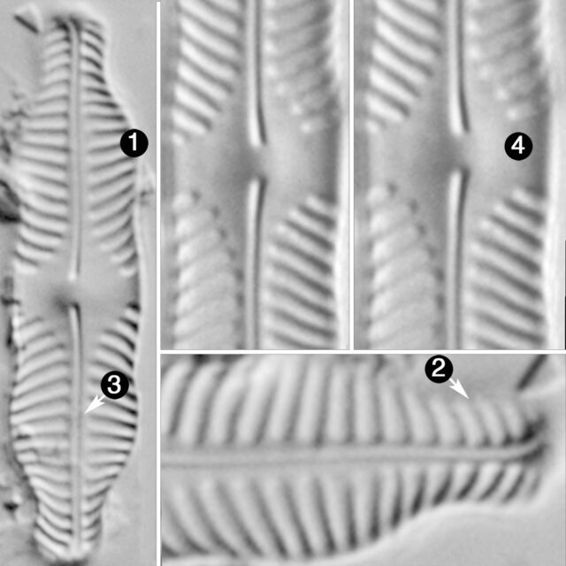 Pinnularia pluvianiformis guide