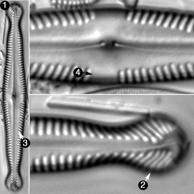 Pinnularia Polyonca Guide