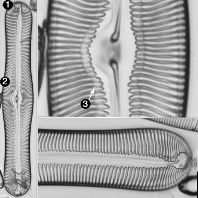 Pinnularia pulchella canadensis guide