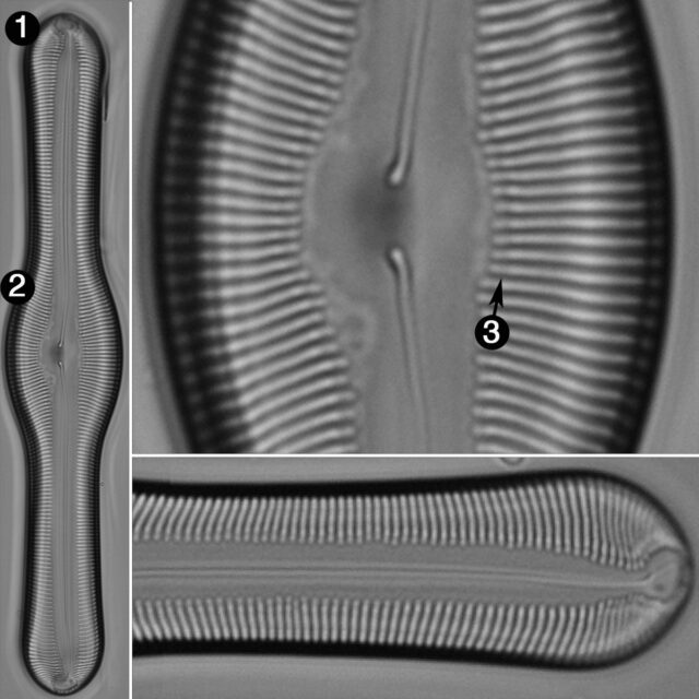 Pinnularia pulchella guide