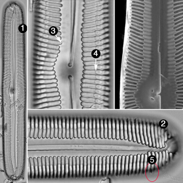 Pinnularia spinifera guide