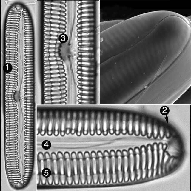 Pinnularia Streptoraphe Guide