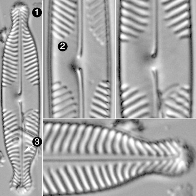 Pinnularia subangelica guide