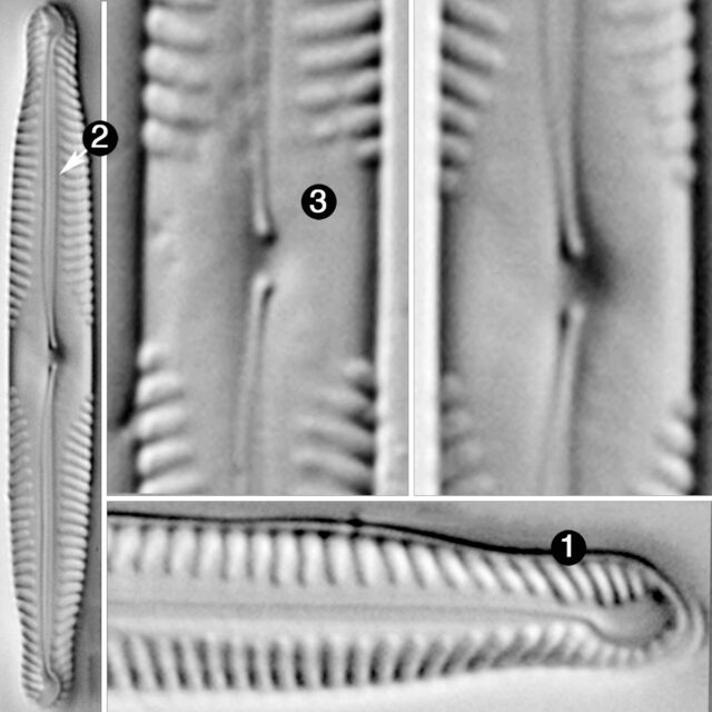 Pinnularia subcapitata elongata guide