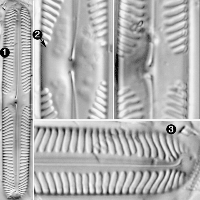 Pinnularia subgibba sublinearis guide