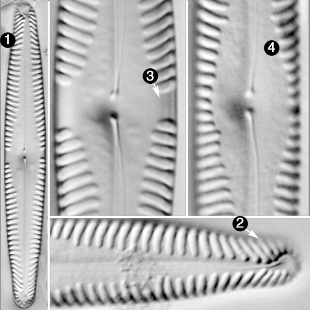 Pinnularia subgibba var lanceolata guide