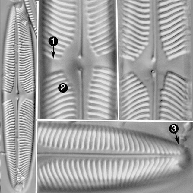 Pinnularia wisconsinensis guide