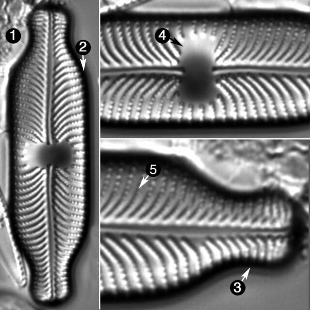 Placoneis Abiskoensis Guide