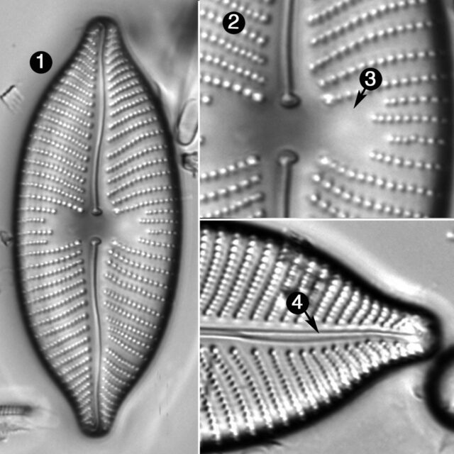 Placoneis Amphibola Guide