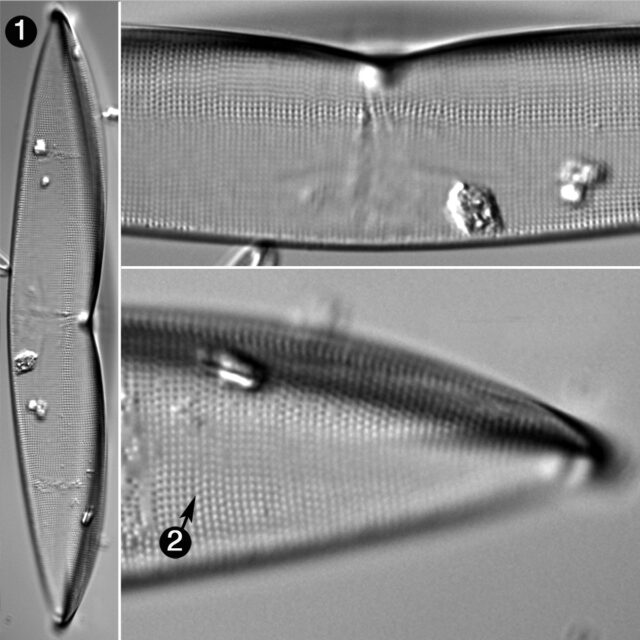 Plagiotropis Arizonica Guide